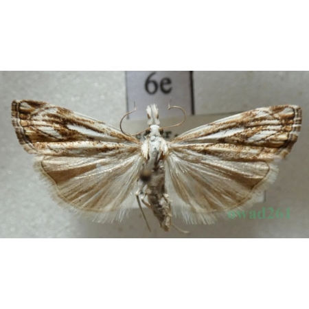 Catoptria falsella (Denis & Schiffermüller, 1775) Wachlarzyk dachowy Czech6e
